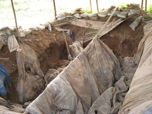 Những chiếc hố sâu được người làm nghề đào để ủ quất, sấu làm ô mai.